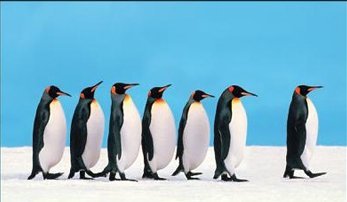 penguin_leadership_1.jpg
